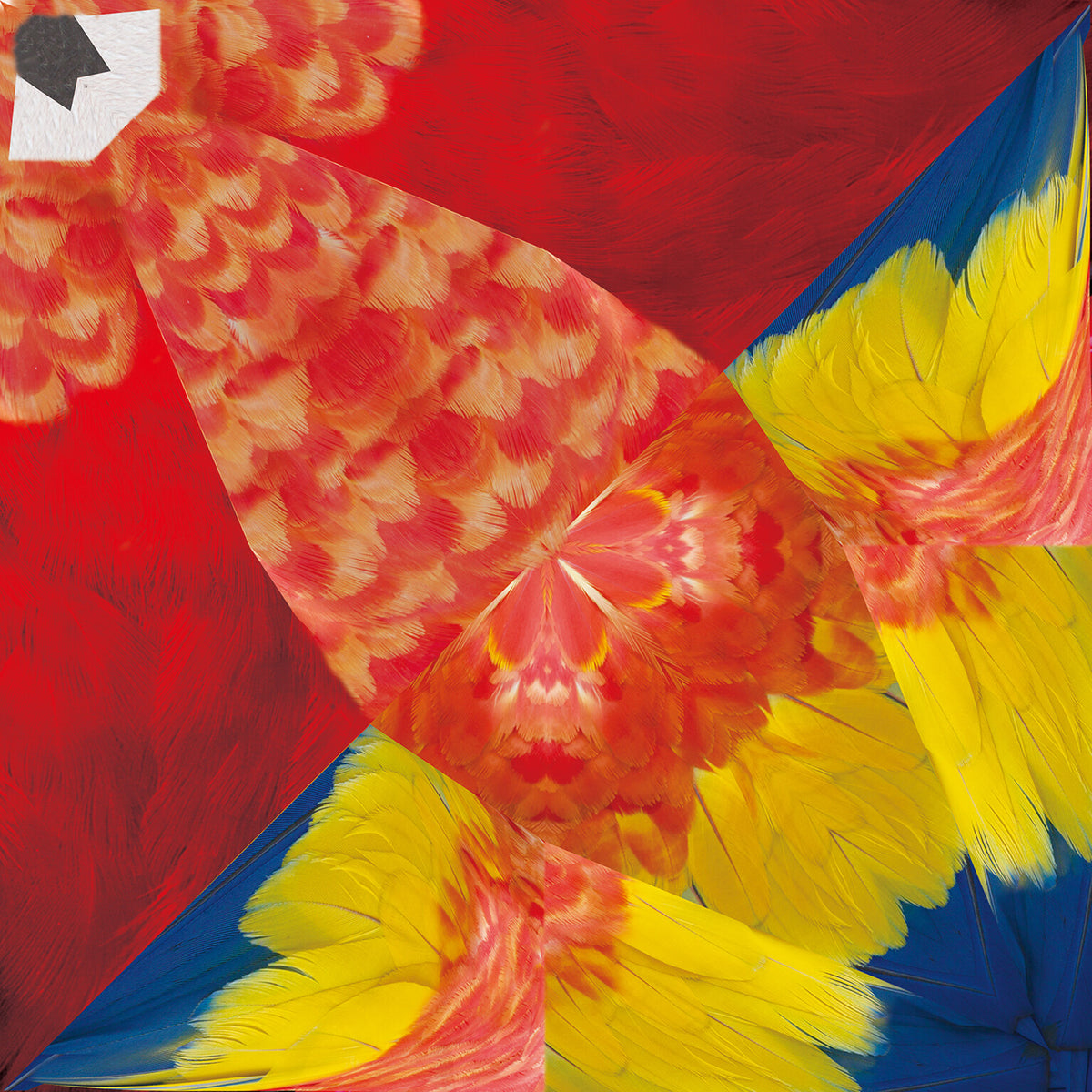 Japanese Printed Origami Paper – Tropical Birds - Scents of Japan